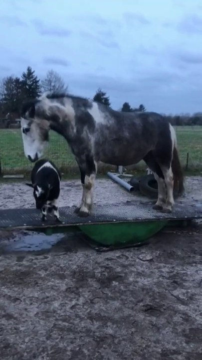 funny monkey and horse will make& you laugh