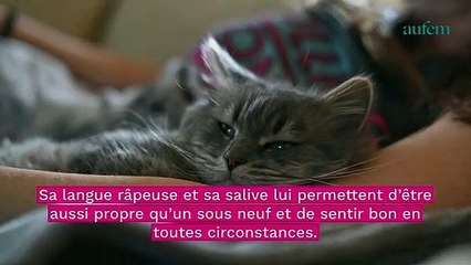 Скачать видео: Chat : à quelle fréquence devez-vous le laver pour qu'il reste en bonne santé ?