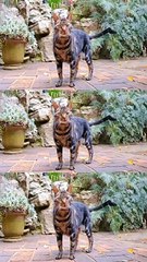 A cat that looks like a tiger | Animals Video