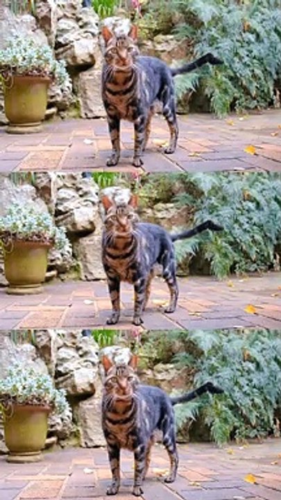 A cat that looks like a tiger | Animals Video