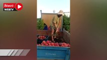 Şeftali para etmeyince kürekle kasalara doldurularak meyve suyu firmalarına verildi