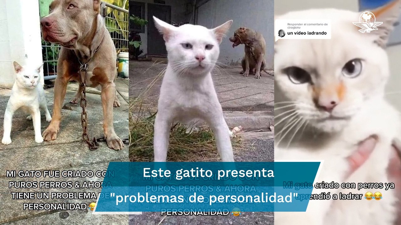 ¿Un gato que ladra? Felino criado por perros pi...
