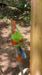 Revealing the Brilliant Colors of the Red-Eyed Tree Frog