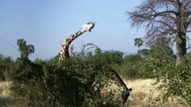 Leopard vs Warthog Struggle For Life   Warthog Tossing Leopard To The Air To Save Baby