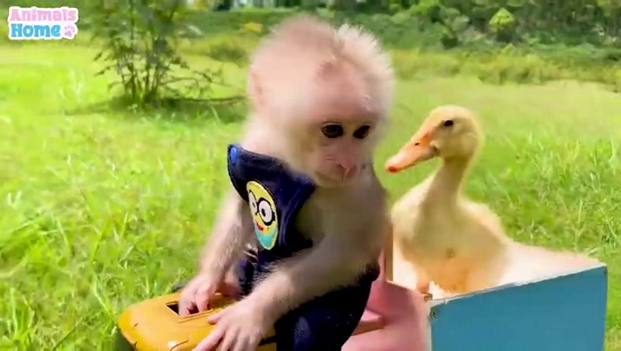 monckey and duckling 1