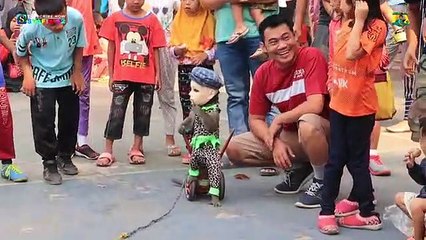 TOPENG MONYET diTonton ONDEL-ONDEL jadi SALTING- Malu atau Takut- - Smart Monkey Show