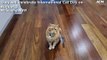 Many felines are celebrating International Cat Day on August 8 - Monday, August 8, 2022 - Southern Highland News