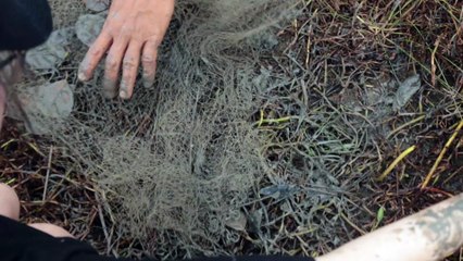 NHÀ ĐẤT CHÍNH CHỦ | SẮP TỚI MÙA CÁ LINH RỒI BÀ CON ƠI