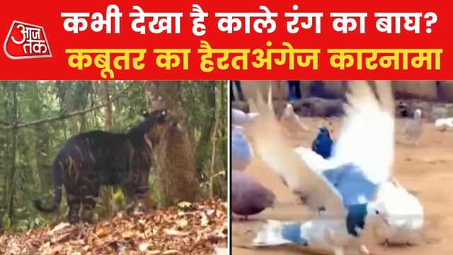 From black tiger to sword stunt, top 5 trending viral videos