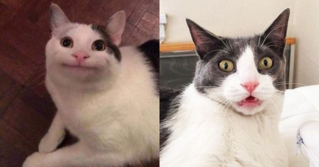 Polite Cat Meme: Is This Viral Image of a Cat Real or Fake?