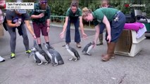 تصاویری از راهپیمایی جوجه پنگوئن‌ها در باغ‌ وحش سانفرانسیسکو