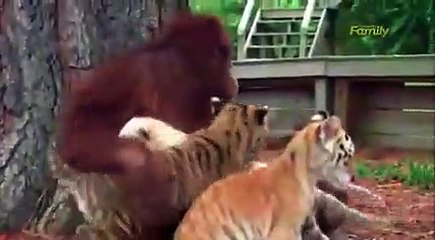 "புலிக்குட்டிக்கு பால் கொடுக்கும் குரங்கு" - வீடியோ