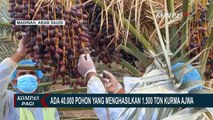 Yuk, Lihat Perkebunan Kurma Ajwa di Madinah yang Terbesar di Dunia