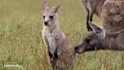 THẾ GIOI ĐỘNG VẬT VÀ NHỮNG ĐIỀU KỲ THÚ