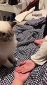 Amazing Cute & Funny Cats Viral Clips-- #funny Cats #shorts Video-- #trending #animals #reels