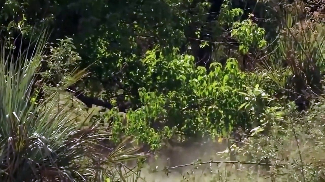 Eagle Big Mistake Catch Kill Baby Leopard When Mother Leopard Attack Impala - Leopard vs Eagle