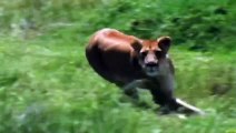 Amazing... Buffalo Herd Flick Lion Into Air To Rescue Warthog - Lion vs Buffalo, Warthog