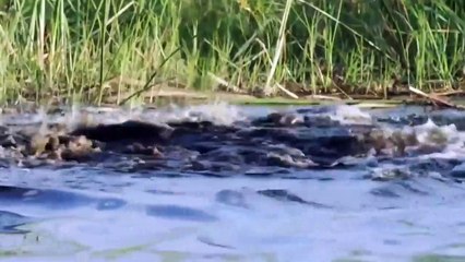 Crocodile is King Swamp! Two Male Lion Protect Yourself From Crocodile In River - Lion vs Crocodile