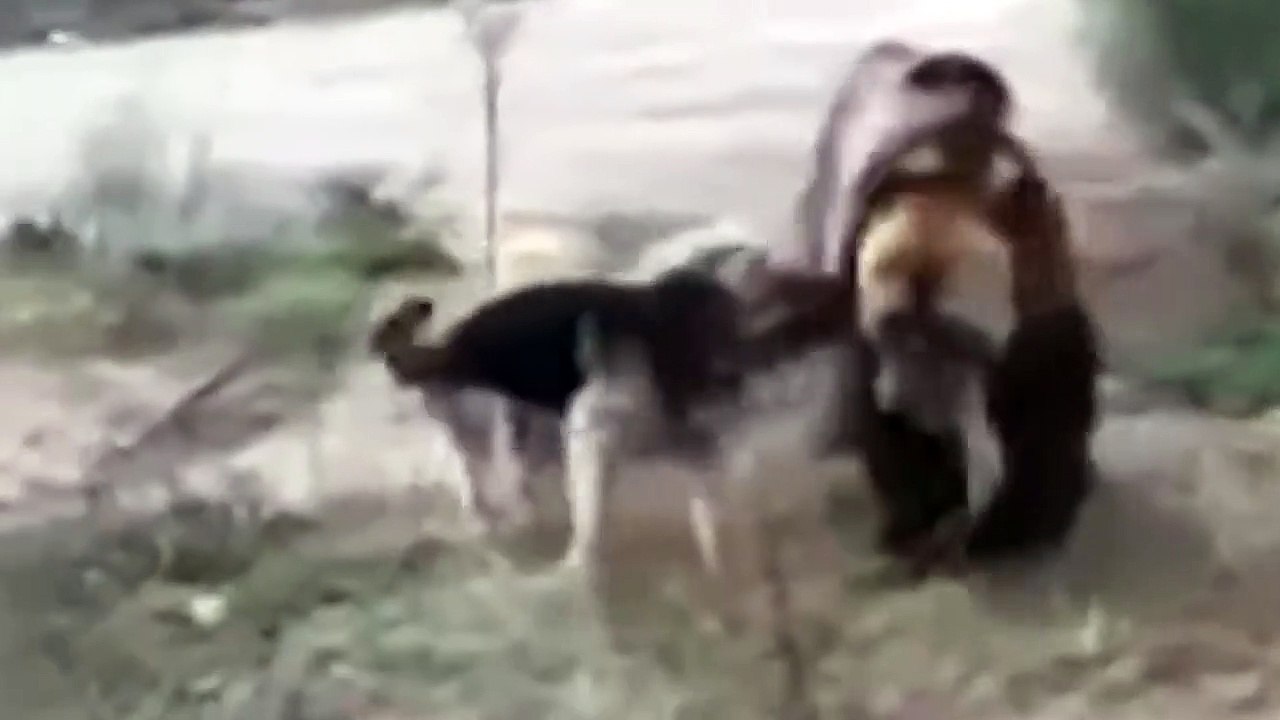 German shepherd attacks bear. German Shepherd vs  Bear.