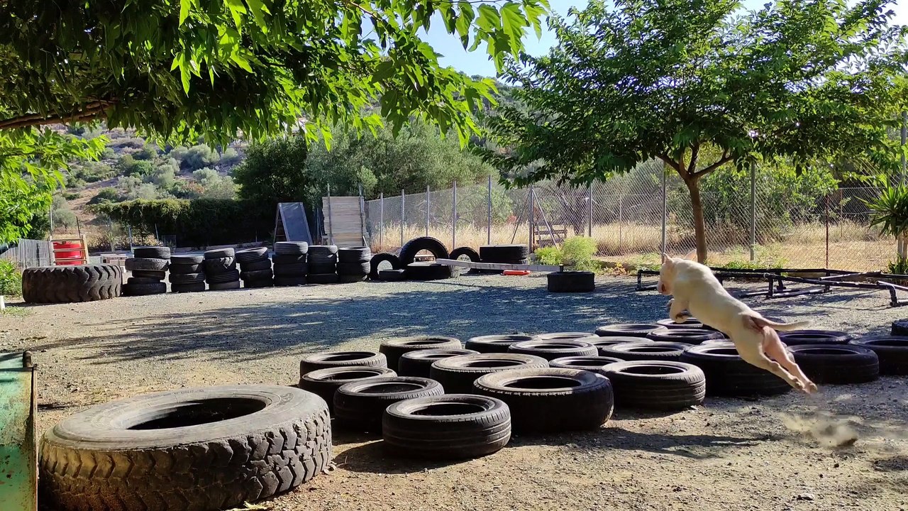 Bull Terrier Training #bullterrier#dogtraining