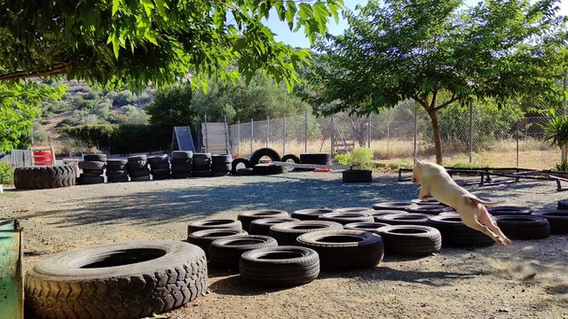 Bull Terrier Training #bullterrier#dogtraining