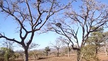 Jaguar killed a monkey on a tree. Jaguar attacks a monkey