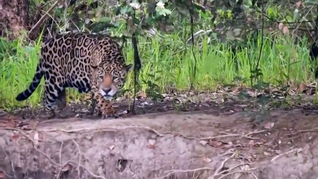 Leopard vs crocodile. Leopard attacks and kills a crocodile