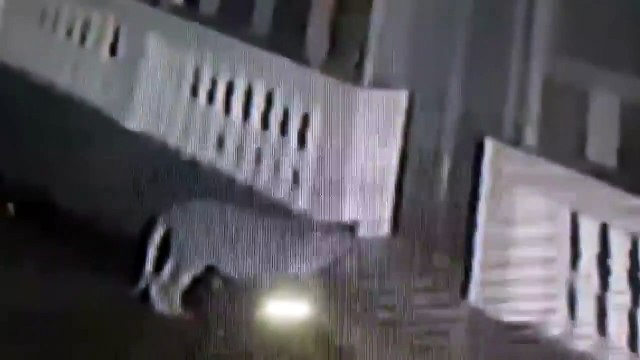 Leopard vs pitbull. Leopard killed pittbull straight in a house