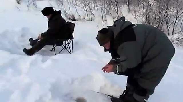 Brave fox on fishing. Insolent fox stealing the fish from the fishermen