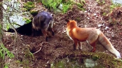 Fox and dog. Fox made friends with the dog