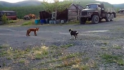 Fox vs dog. Dog playing with a fox