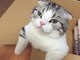 Cute and Funny Cat Videos to Keep You Smiling! #6