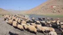 Şırnak yerel haberleri | Beytüşşebap'ta koyun sürülerinin yayla yolculuğu