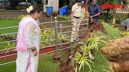 बाळासाहेबांनी लावलेला गुलमोहर पडला किशोरी पेडणेकर घटनास्थळी