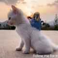Amazing Animals friendship, unique friendship animals video, best intertainment video, follow me for more interesting video