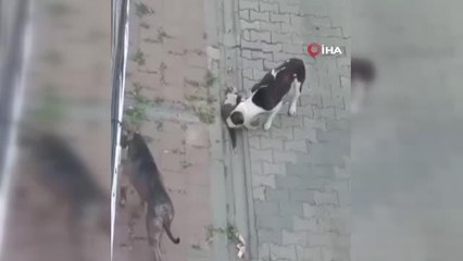 Son dakika haberleri... Fatih'te evde beslenen Pitbull köpekleri kedileri böyle öldürdü