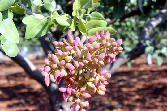 Kilis haberleri | Kilis'te Antep fıstığı hasadı başladı