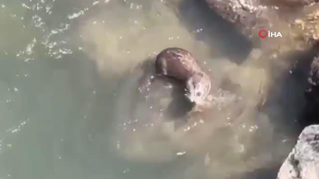 Diyarbakır haberleri: Dicle Nehri'nde 'Su Samuru' görüntülendi