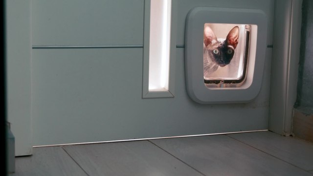 Chat qui fait peur : Voici 5 races de chats effrayantes