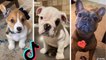 Funniest Doggos of TikTok ~ Most Adorable Puppies TIK TOK #6