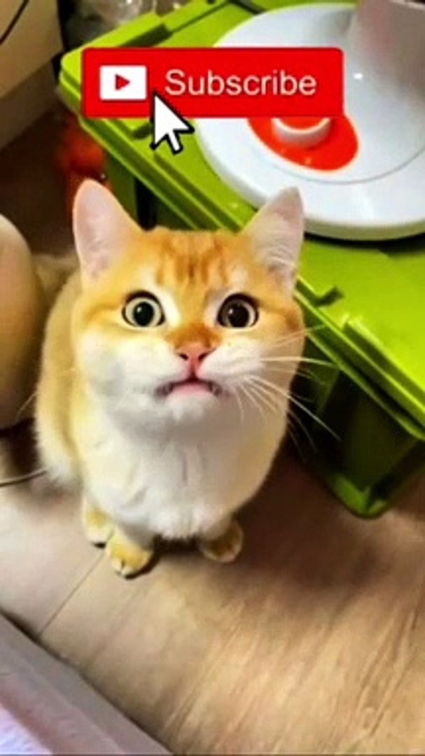Cutest cat #cat #catsvideo