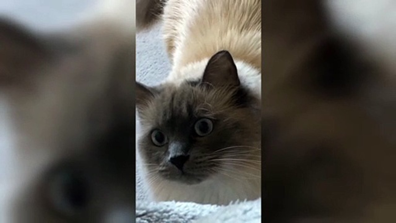sweet kitty