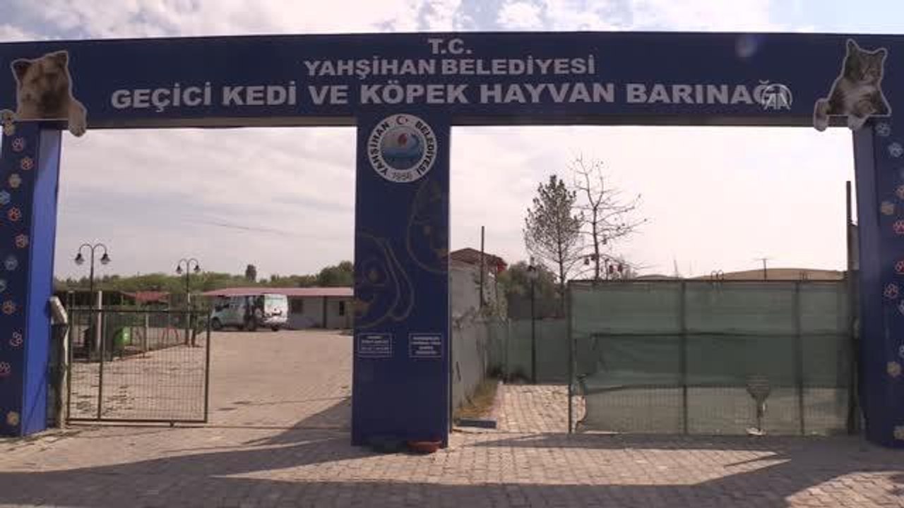 Kırıkkale haber: KIRIKKALE - "Kedi Köyü" engelli, hamile ve yavru kedilerin yuvası oldu