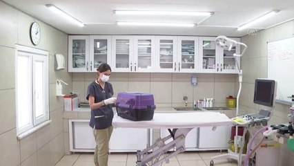 Kedilerdeki koronavirüs tedavi edilmezse kayıplara yol açıyor