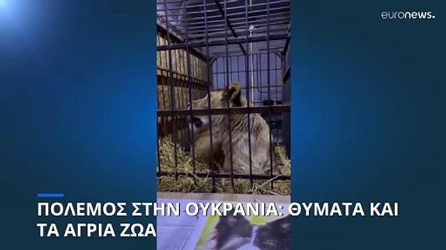 Πόλεμος στην Ουκρανία: Θύματα και τα άγρια ζώα