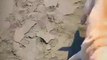 Amazing Dog Squad Beaches is enjoying | Cute Pie Dogies Video 2022 | Viral Dog Animal New Videos