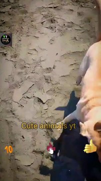 Amazing Dog Squad Beaches is enjoying | Cute Pie Dogies Video 2022 | Viral Dog Animal New Videos