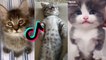 Cute Cats of TikTok | Animal Video Compilation #6