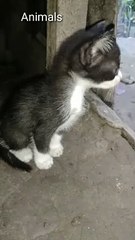 Alone baby cat
