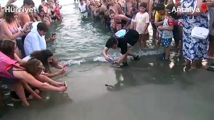 5 bininci yavru caretta caretta Akdeniz'e ulaştı